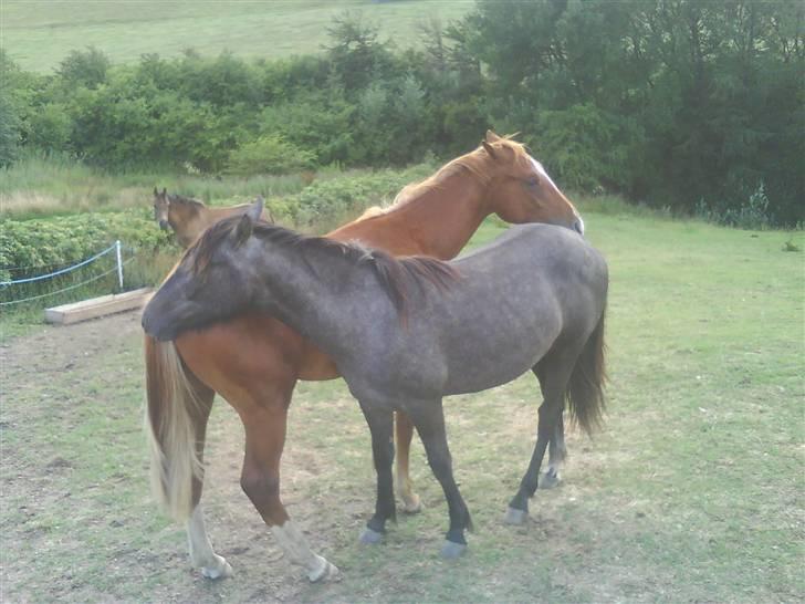 Anden særlig race Stald Magnas Momo Zon - Nye billede 11