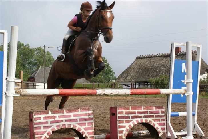 Anden særlig race Chayenne billede 12