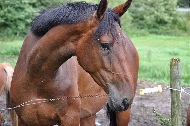 Holstener Wajes Capice (Følle) - oppe på vinter folden billede 8