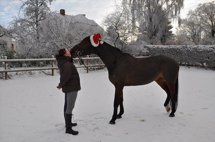 Holstener Wajes Capice (Følle) - Jule billede 2010. Foto Moar. :) billede 9
