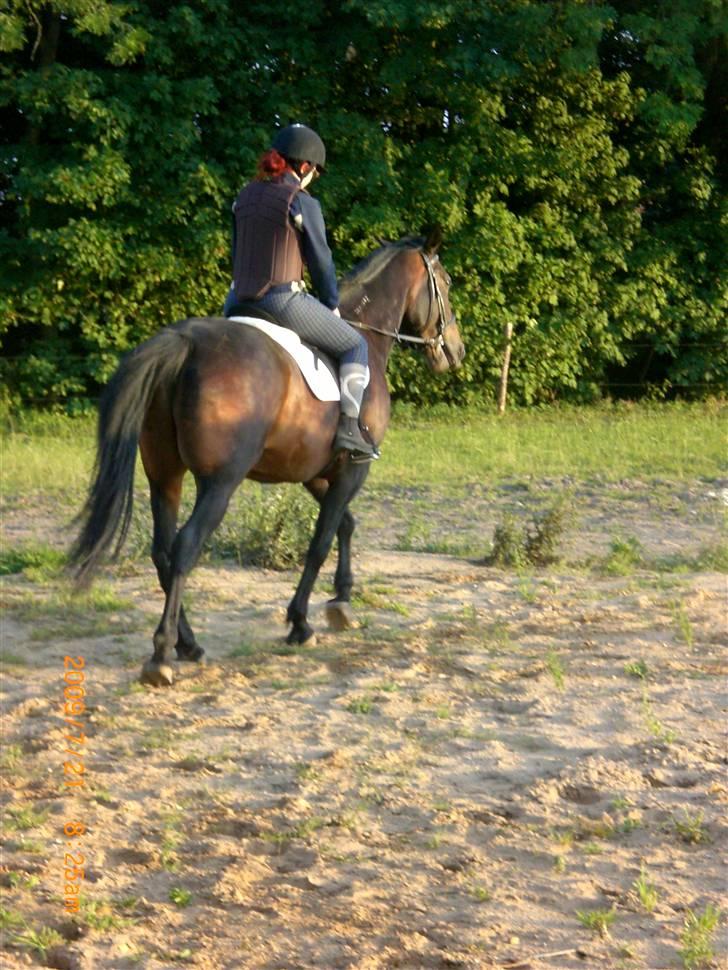 Traver Ginkgo Star billede 14