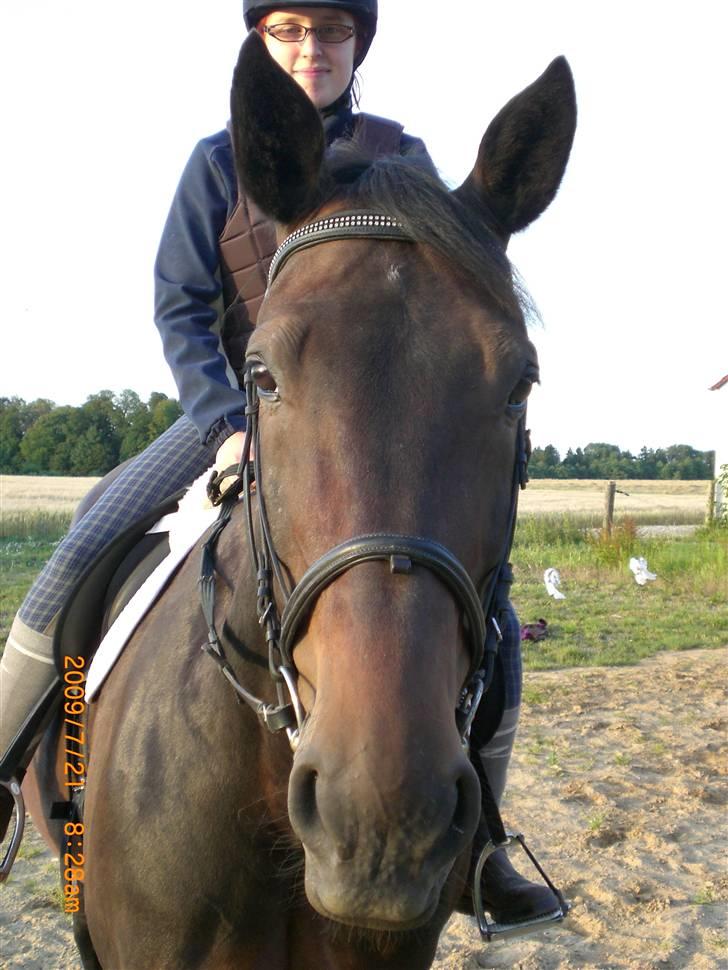 Traver Ginkgo Star billede 16