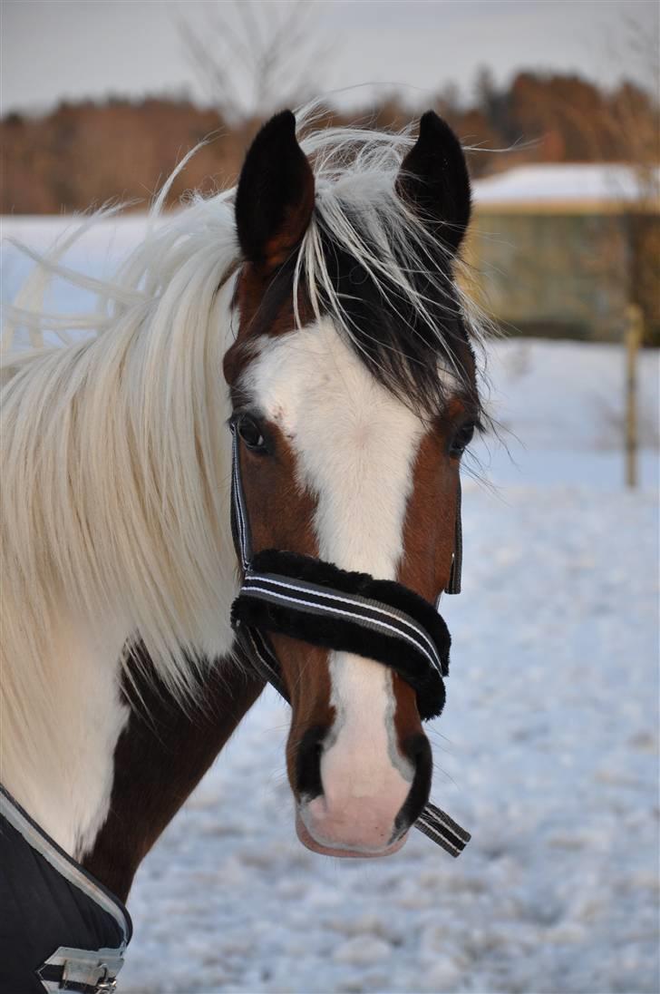 Pinto Hoelgaard's La Nelli - Smukke La Nelli, vinter 2009/2010  :]   billede 6