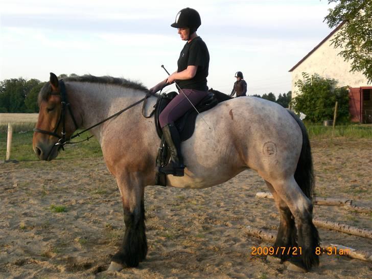 Belgier Dalmoses Bertha (solgt) - Didde og Bertha. billede 17