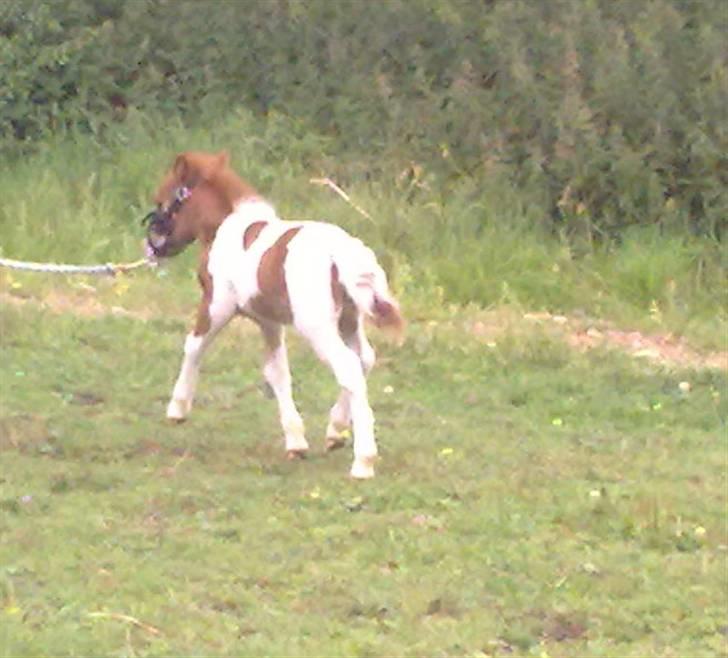 Shetlænder Gucci - Solgt&Savnet! <3 - 16) han løber, han vil på folden.. billede 16