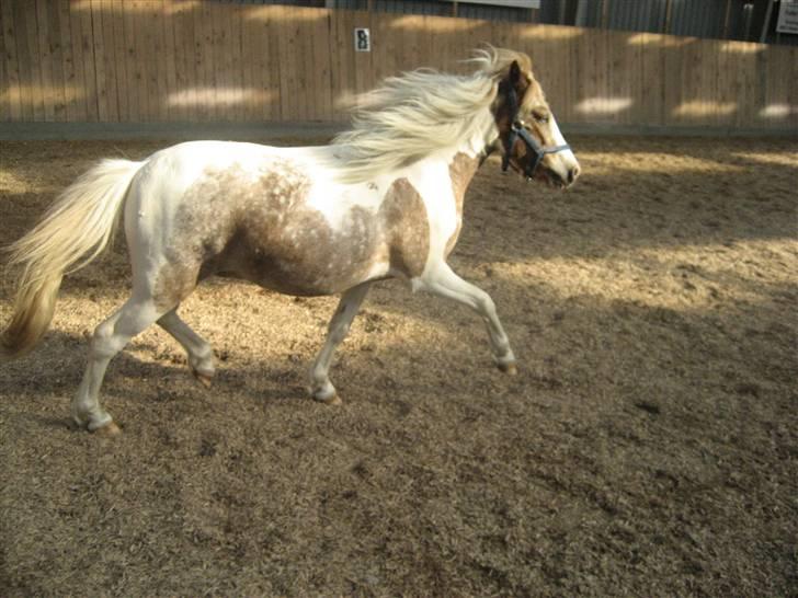 Pinto focus - sikke nogle skridt  billede 18