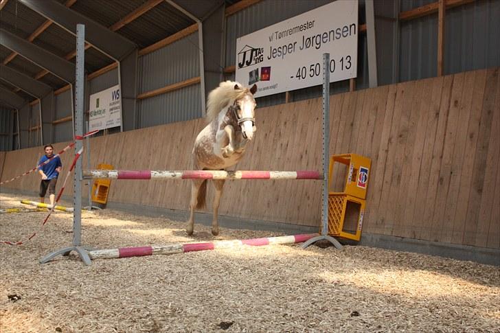 Pinto focus - focus springer rigtig HØJT :D billede 19