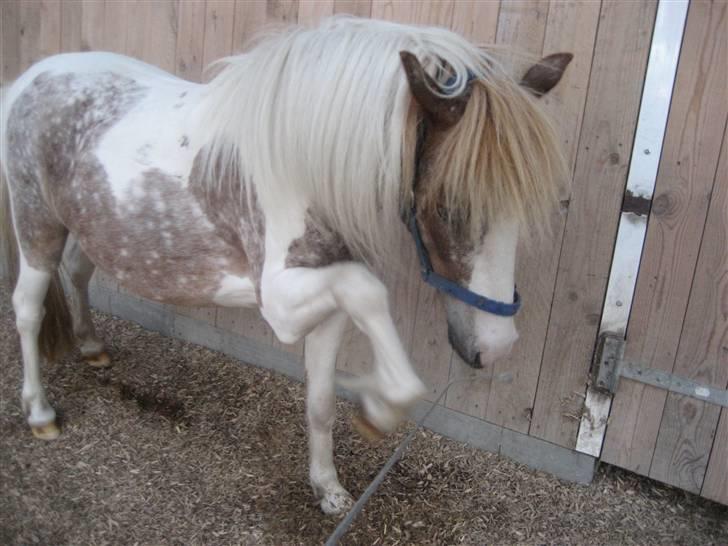 Pinto focus - focus der laver spanske skridt billede 20