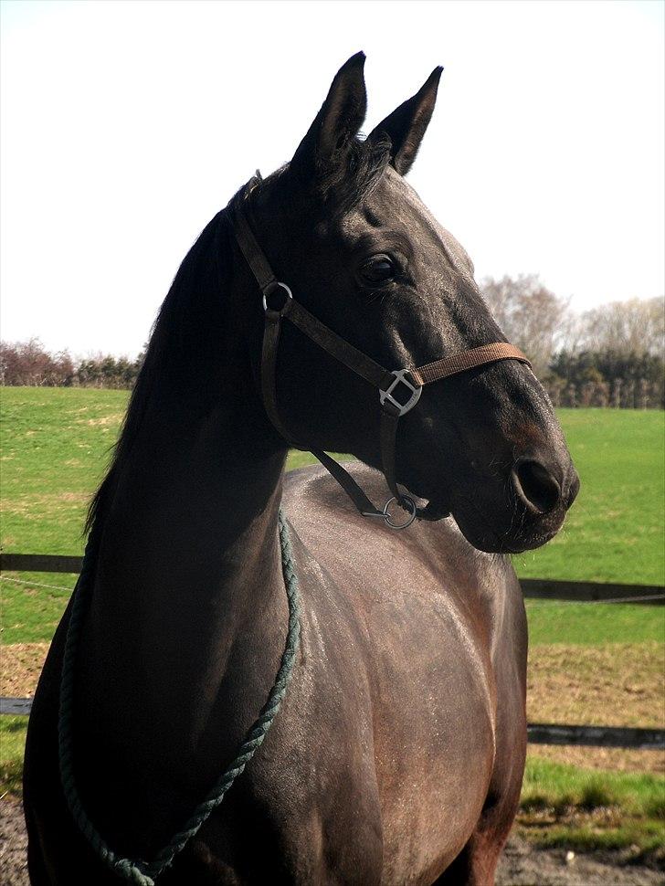 Trakehner † Pavarotti (L' † - 1. Verdens bedste hest. Paus. påske 2011. Foto: emma. You raise me up, so I can stand on mountains; You raise me up, to walk on stormy seas; I am strong, when I am on your shoulders; You raise me up… To more than I can be. billede 1