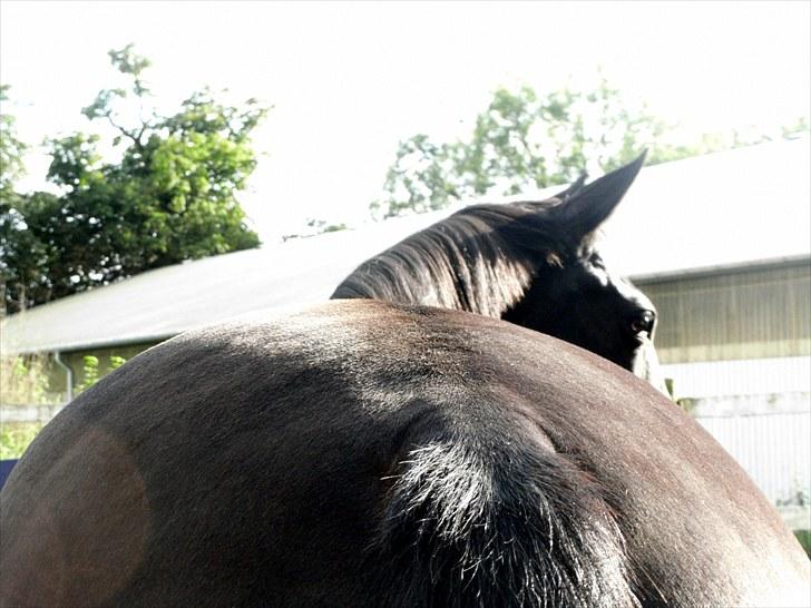 Trakehner † Pavarotti (L' † - 4. Paus. Sommer 2010. Foto: Moi. Never thought that I´d so inspired Never thought that I´d find the higher truth I believed that love was overrated ´Till the moment I found you billede 4