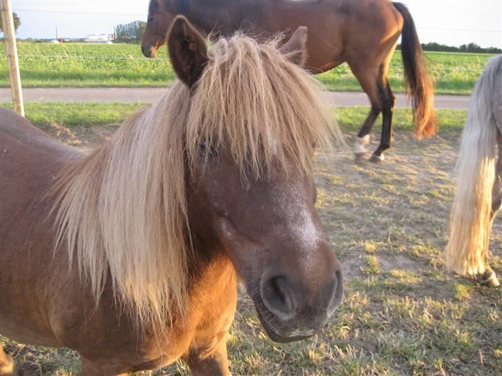 Shetlænder bølle - er jeg ikke bare smuk ?? billede 17