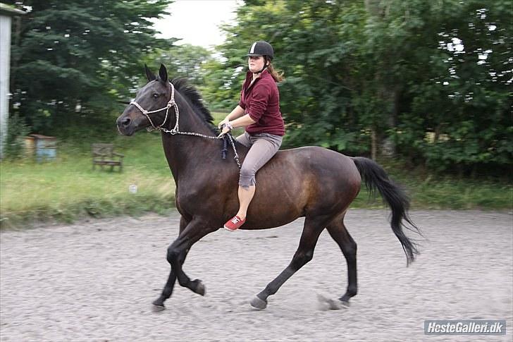 Trakehner † Pavarotti (L' † - 7. Paus og jeg. Sommer 2010. Foto: Linette. billede 7