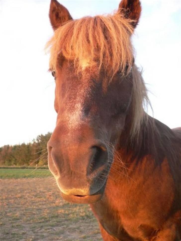 Shetlænder bølle - namme nam billede 18