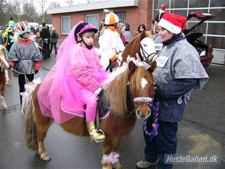 Shetlænder bølle - bølle der er cirkus hest billede 19