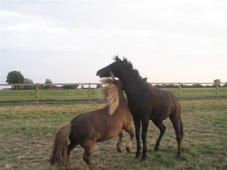 Shetlænder bølle - bølle og bimse der leger billede 20