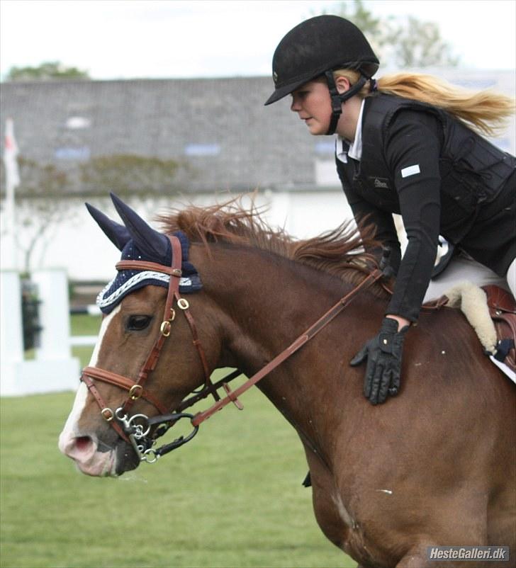 New Forest MISTY - Championat 2010. billede 1