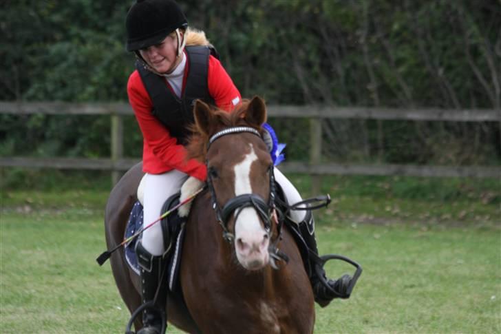 New Forest MISTY - MB** 2009. billede 3