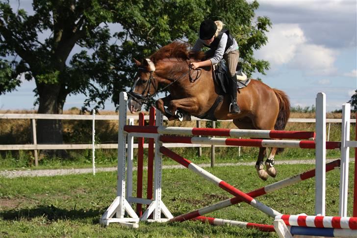 New Forest MISTY - 2008. billede 4