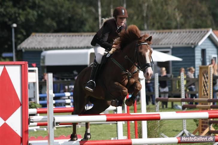 New Forest MISTY - MB** 2008. billede 5