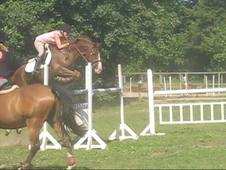 New Forest MISTY - 2010. billede 6