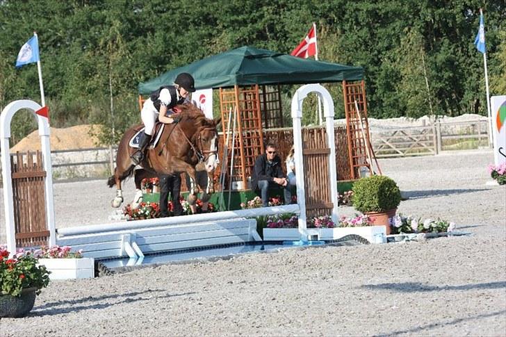 New Forest MISTY - Landsstævne MB** 2010. billede 7