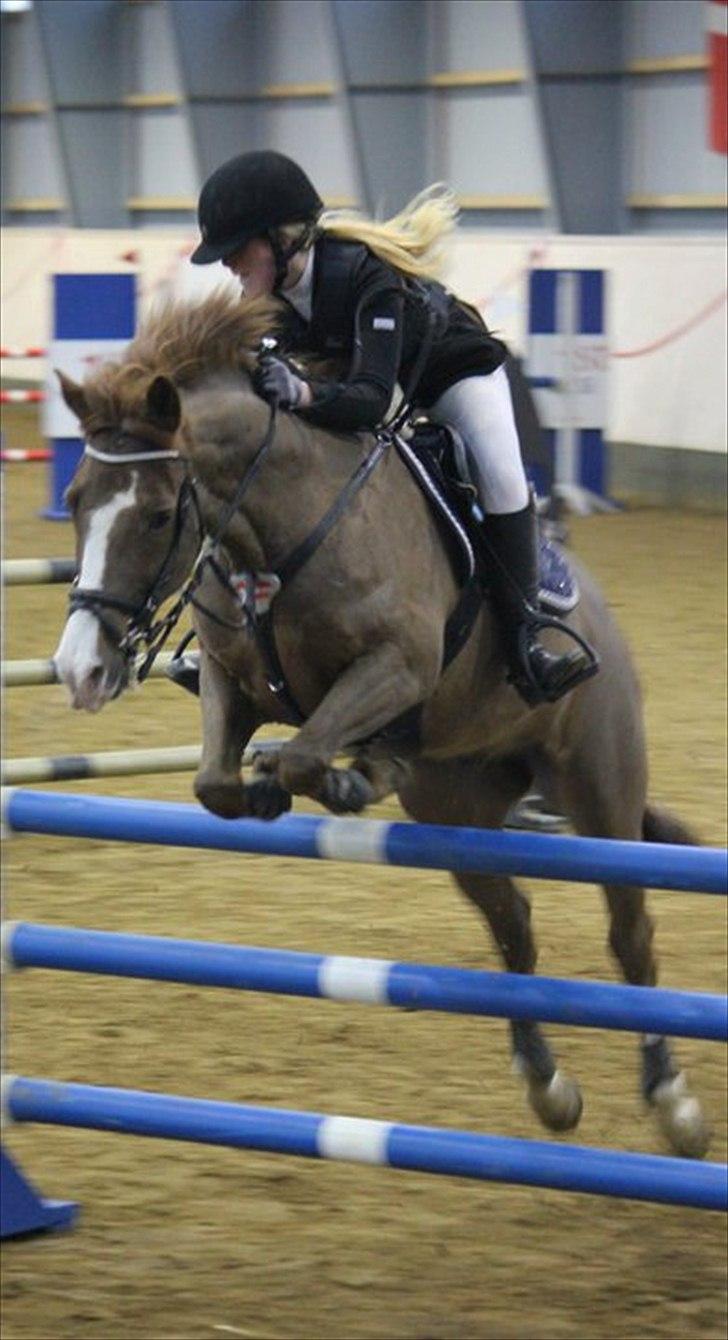 New Forest MISTY - MB* 2011. billede 8