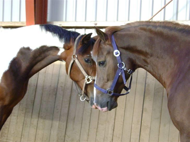 New Forest MISTY - 2008. billede 9