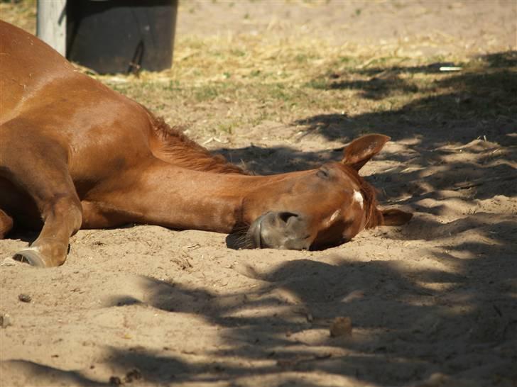 Anden særlig race Joy billede 2
