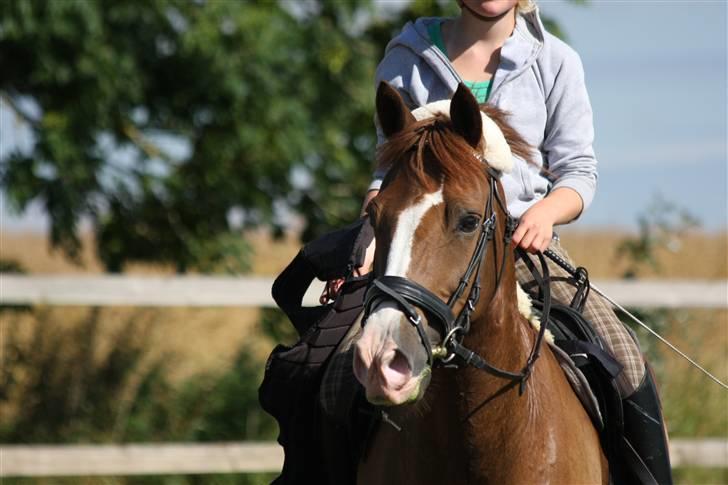 New Forest MISTY - 2008. billede 11