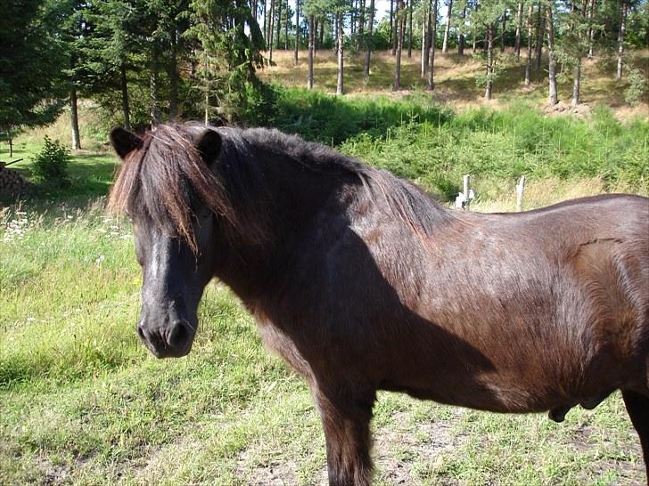Islænder Blakkur frá Landeyjum billede 1