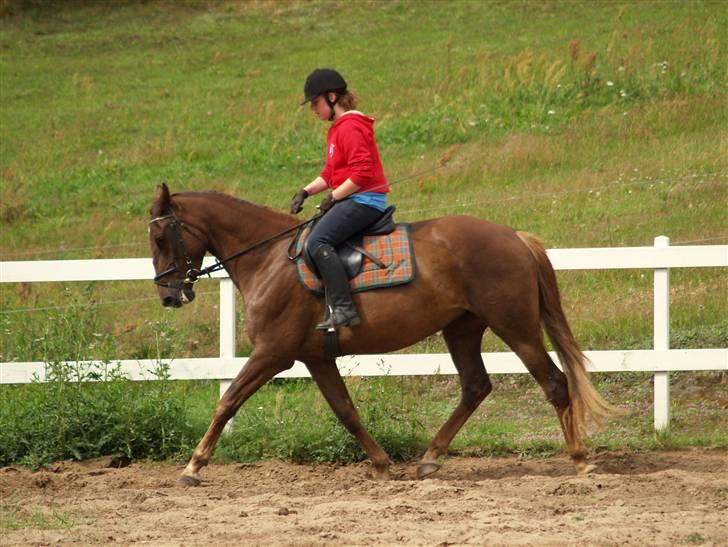 Anden særlig race Joy - første gang jeg rider Joy <3 billede 4