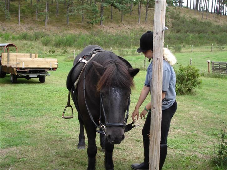 Islænder Blakkur frá Landeyjum - jeg sadler blakkur af efter en tur i skoven med bella billede 3
