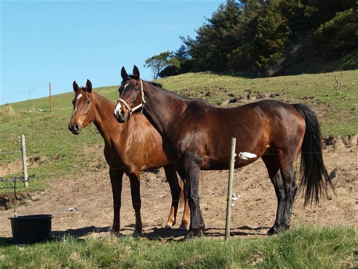 Anden særlig race Joy - Mor og datter står og kigger <3 billede 5