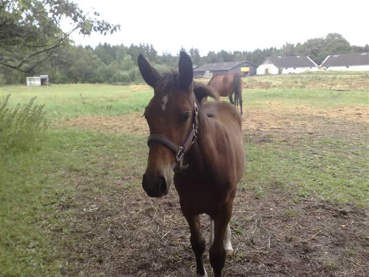 Anden særlig race Candy - D. 23/7-09 Candy på marken. billede 1