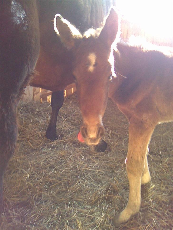 Anden særlig race Candy - D. 24/3-09 den dag, da Candy blev født. billede 2