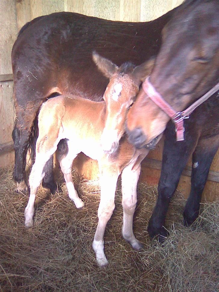 Anden særlig race Candy - D. 24/3-09 den dag, da Candy blev født. billede 3