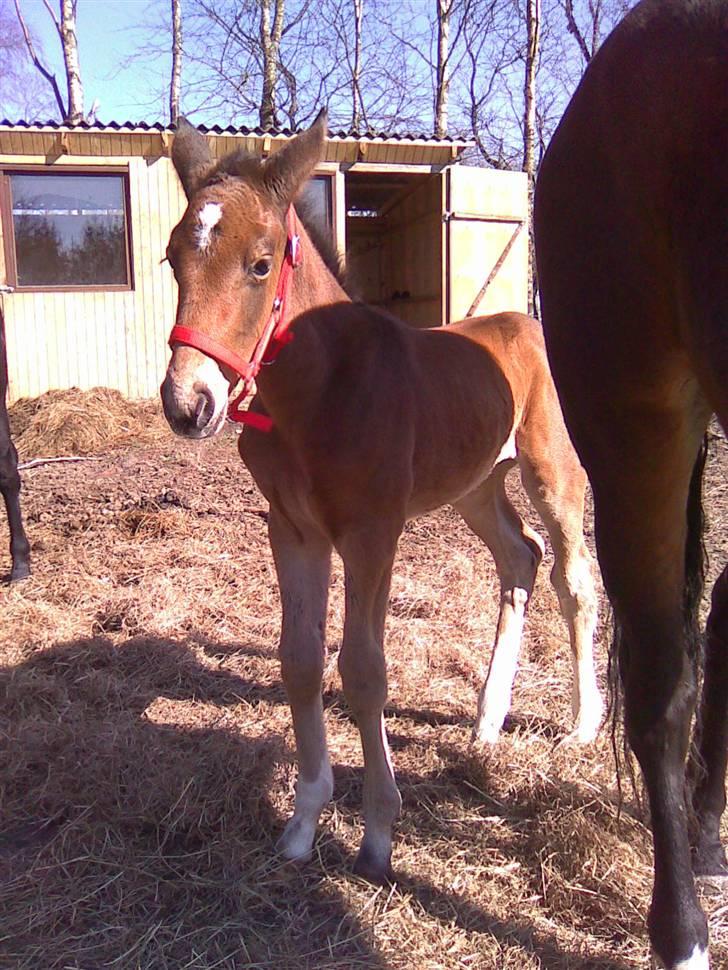 Anden særlig race Candy - D. 2/4-09 Candy, med hendes første grime, selvfølgelig i rød :o) billede 4