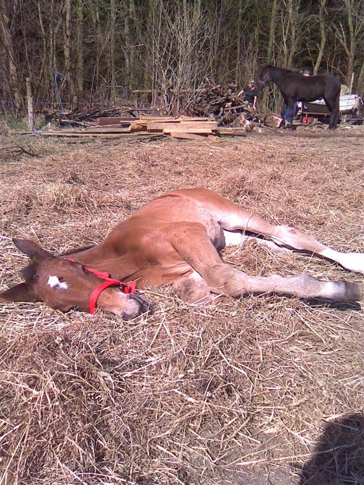 Anden særlig race Candy - D. 2/4-09 Candy, med hendes første grime, selvfølgelig i rød :o) billede 5
