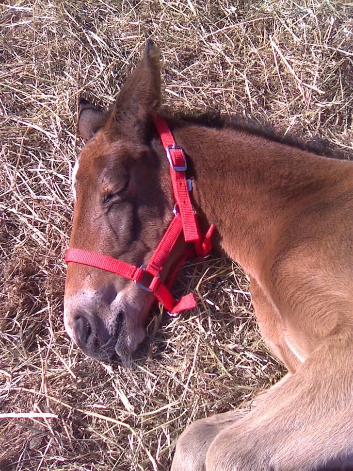 Anden særlig race Candy - D. 2/4-09 Candy, med hendes første grime, selvfølgelig i rød :o) billede 6