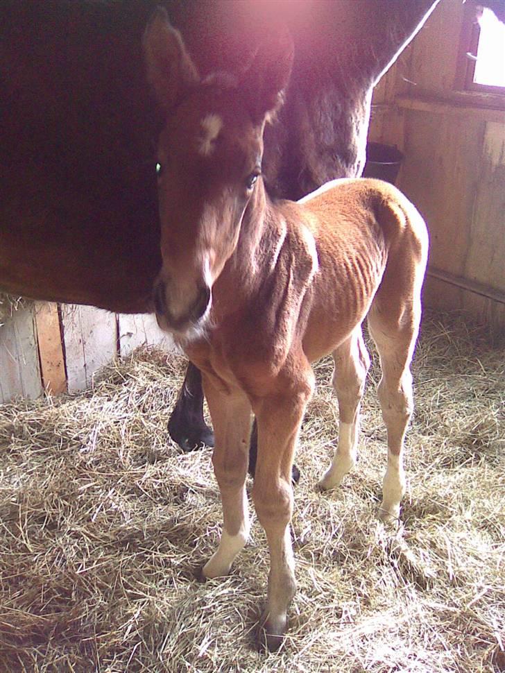 Anden særlig race Candy - D. 25/3-09 Candy et døgn gammel. billede 7
