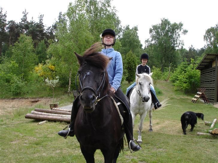 Islænder Blakkur frá Landeyjum - Bella og jeg er lige kommet tilbage efter en tur i skoven billede 5