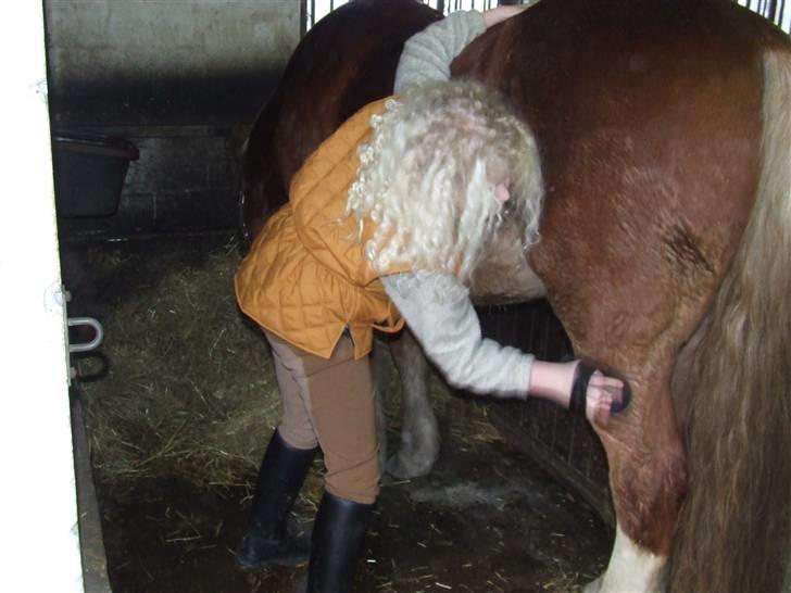 Anden særlig race Anton (gammel ridehest?) billede 8