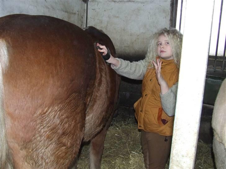 Anden særlig race Anton (gammel ridehest?) - Antons rumpe !!! billede 9