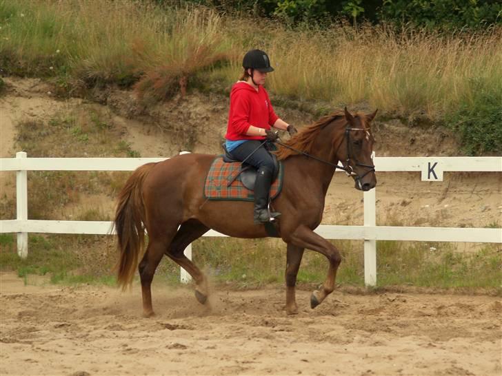 Anden særlig race Joy - første gang jeg rider Joy <3 billede 8