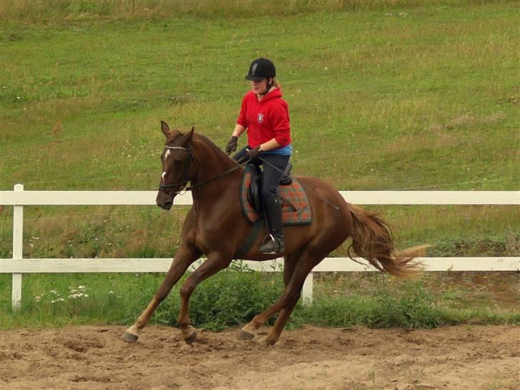 Anden særlig race Joy - første gang jeg rider Joy <3 billede 9