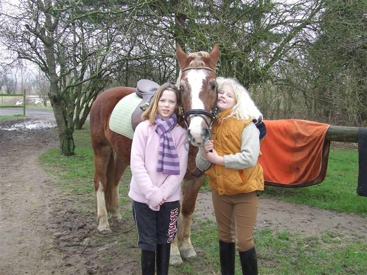 Anden særlig race Anton (gammel ridehest?) - Julie (t.v) Anton og mig billede 11