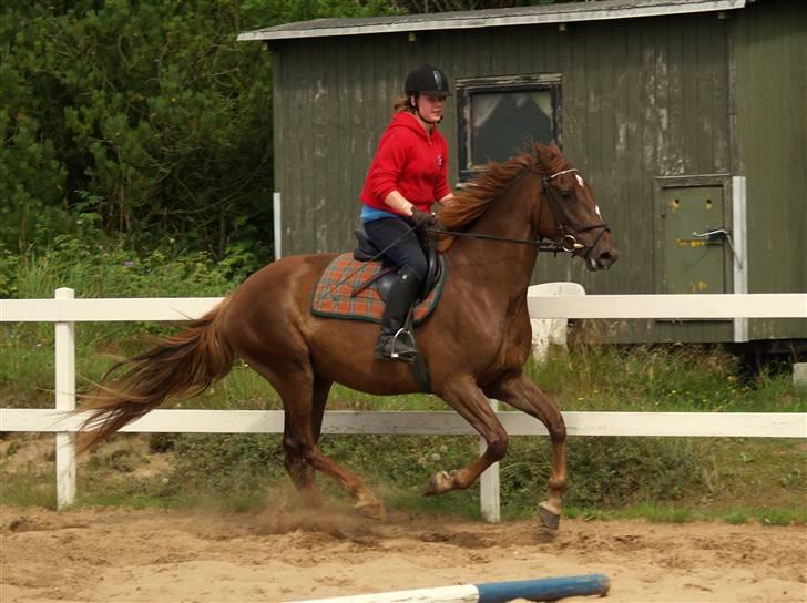 Anden særlig race Joy - første gang jeg rider Joy <3 billede 10