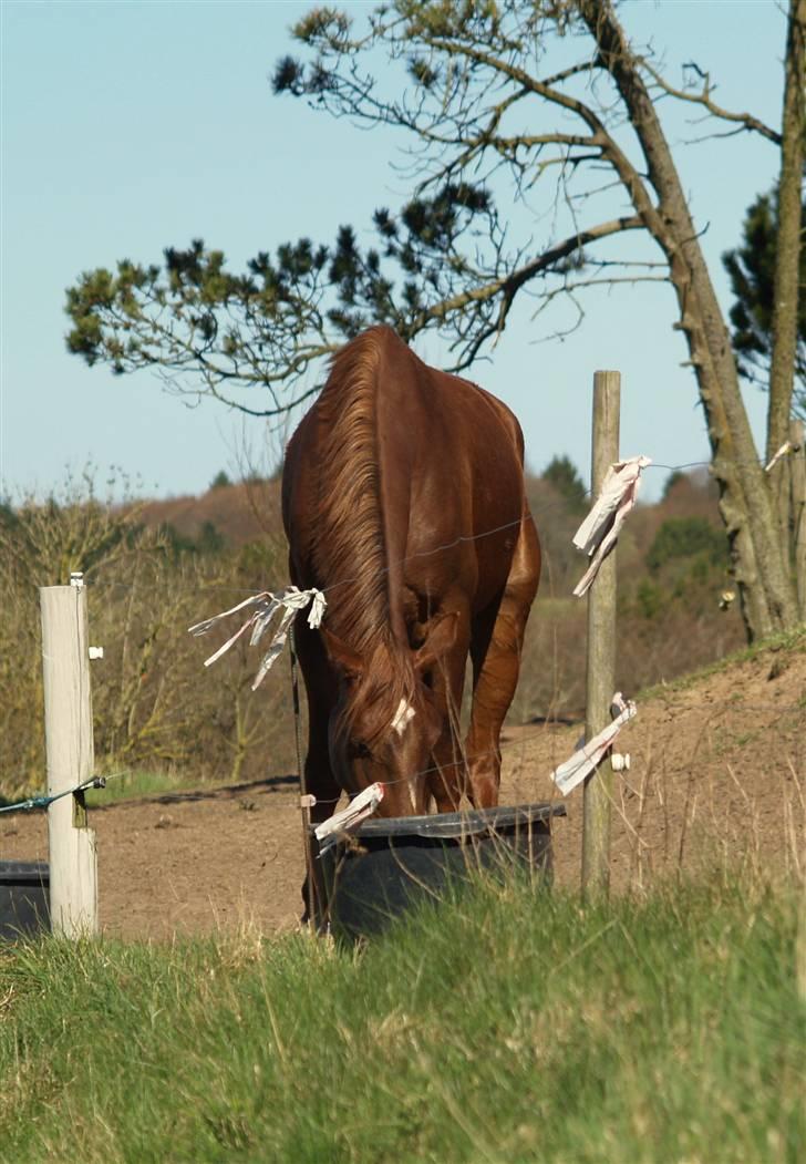 Anden særlig race Joy billede 11