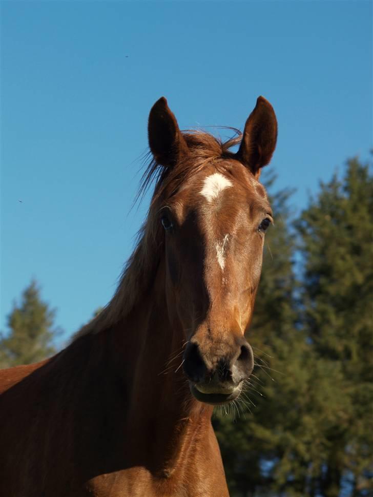 Anden særlig race Joy billede 12