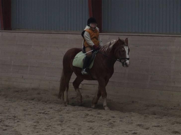 Anden særlig race Anton (gammel ridehest?) - Okay, jeg må indrømme jeg red rigtig dårligt den gang! Jeg rettede ikke engang ryggen billede 15